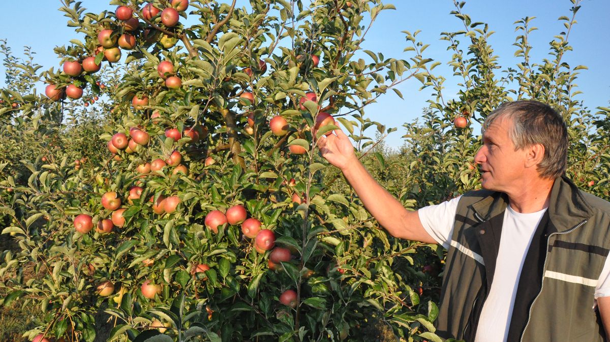 „Jak na jablko sáhnete, je dražší.“ Část úrody letos zůstane na stromech